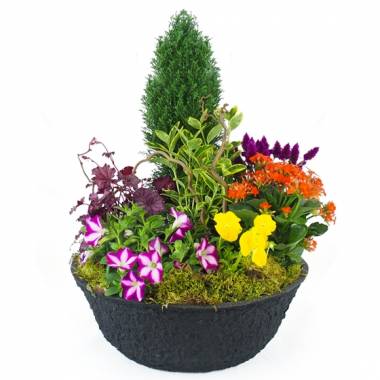 Coupe de plantes colorées Gaudium