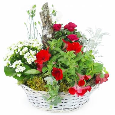 Coupe de plantes rouges & blanches Rubrum