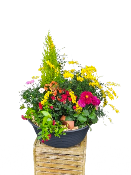 Coupe de plantes