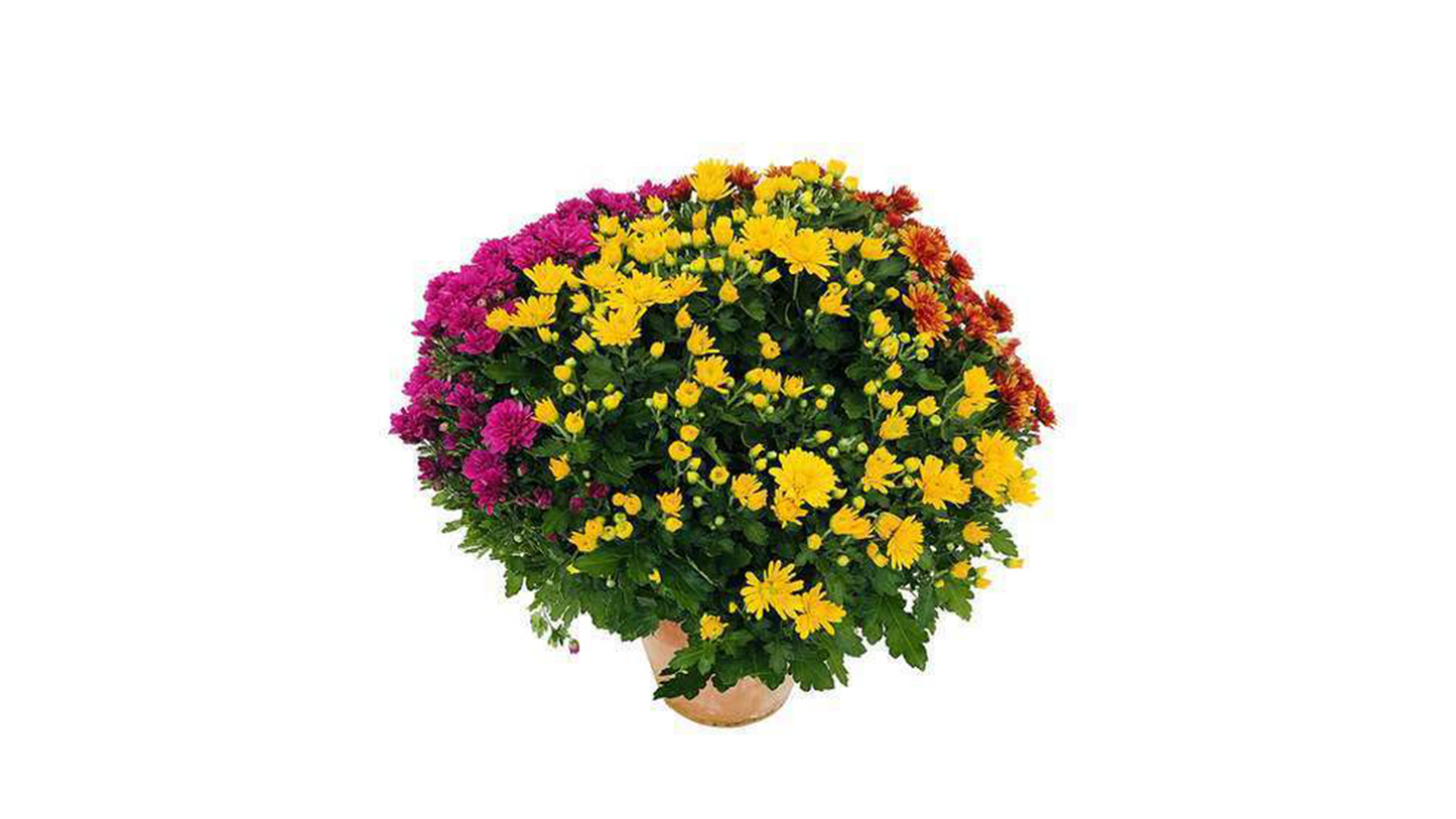 Chrysanthèmes