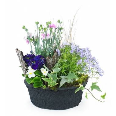 Composition de plantes mauve & bleue Dulcis