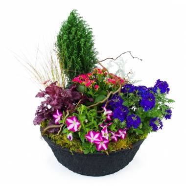 Composition de plantes rose & bleue Plantae