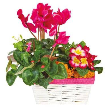 Composition de plantes rose-fuchsia Voyage Eternel
