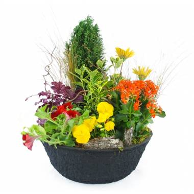 Coupe de plantes de deuil Helianthus