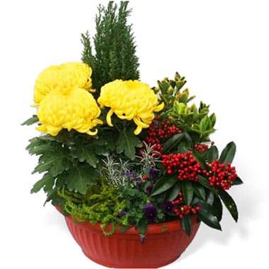 Coupe de plantes Jaunes et Rouges pour cimetière