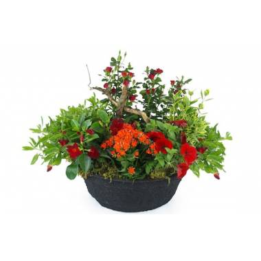 Coupe de plantes rouges & oranges Rufus