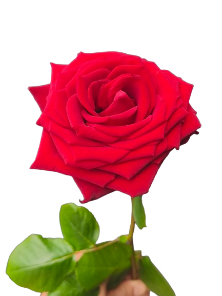 Une rose