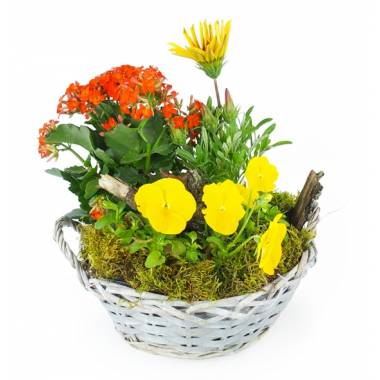 Coupe de plantes jaunes & orange Primula